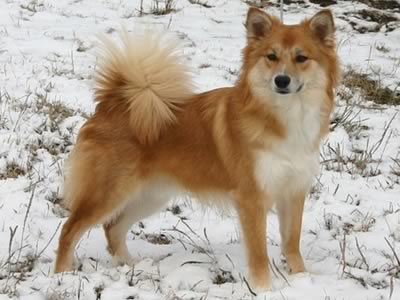 Iceland Dog sulla neve