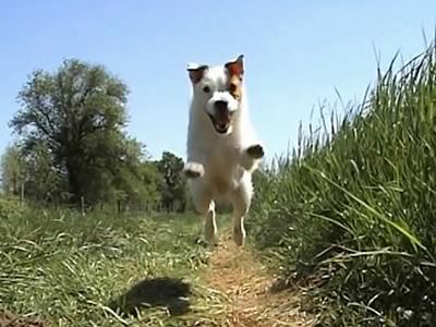 Parson Jack Russell Terrier 