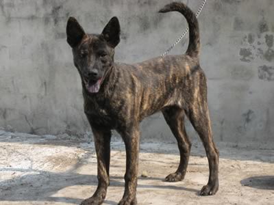 Taiwan Dog